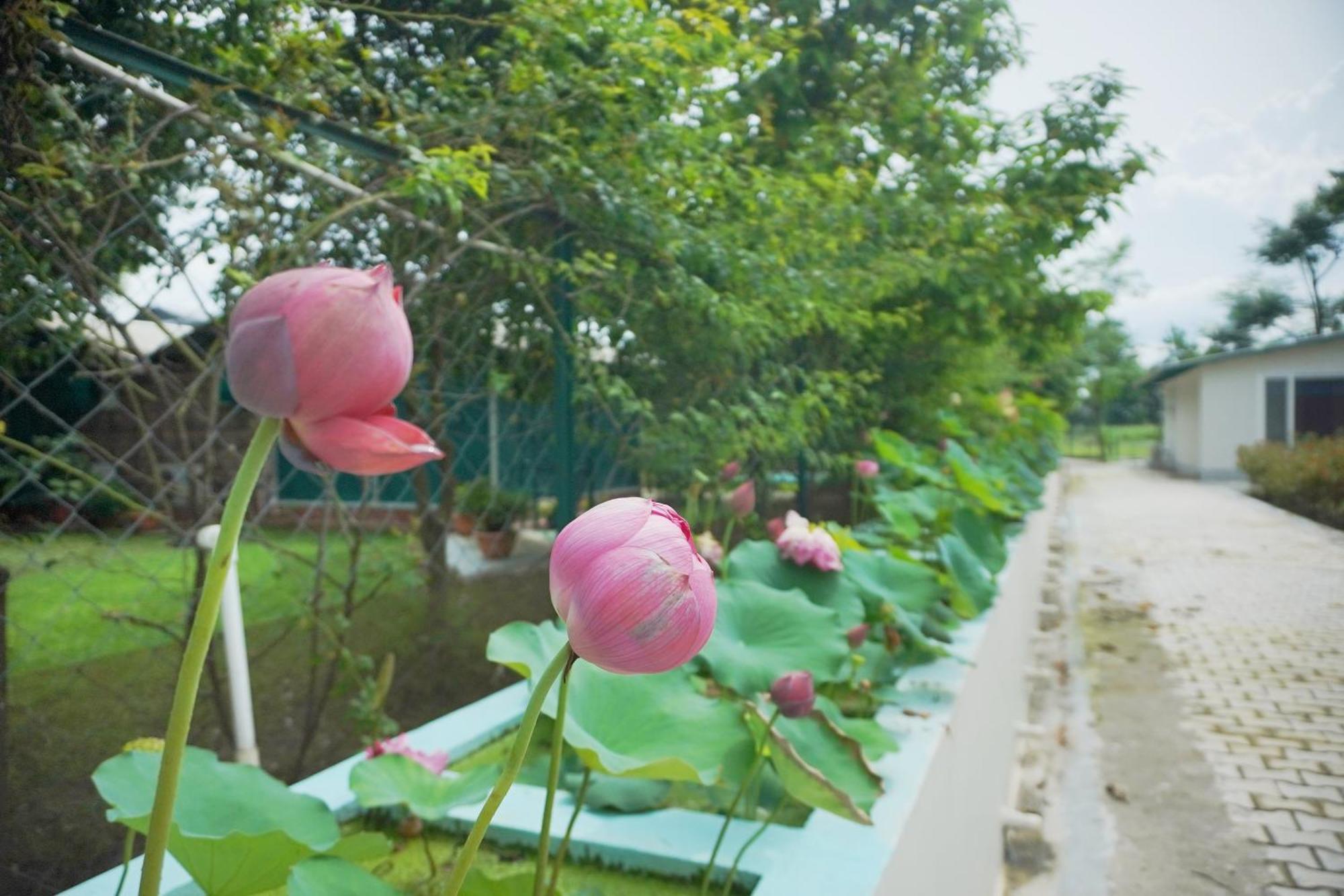 Sukoon - A Wellness Resort, Uttarakhand Chuharpur Exterior foto