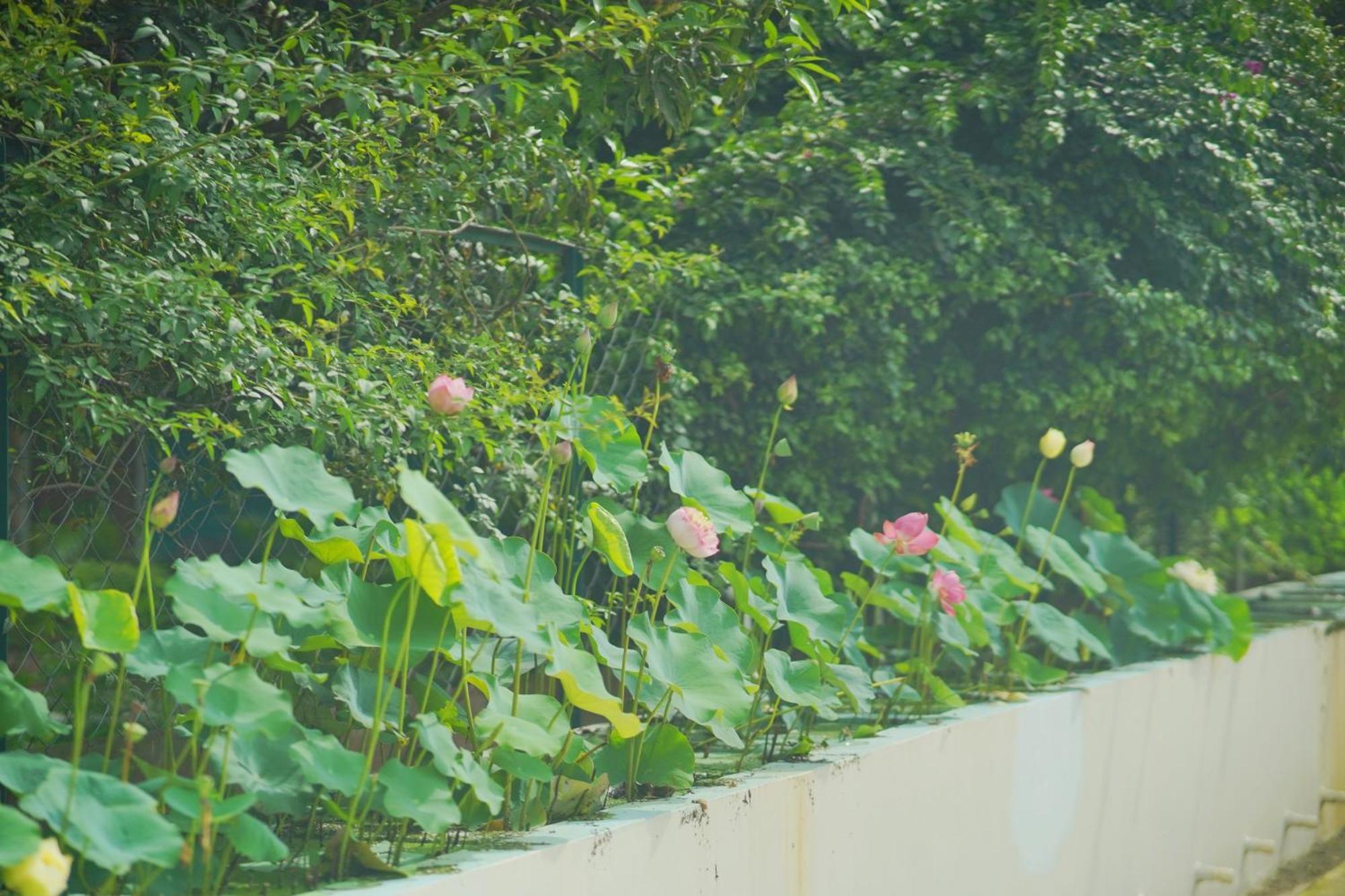 Sukoon - A Wellness Resort, Uttarakhand Chuharpur Exterior foto
